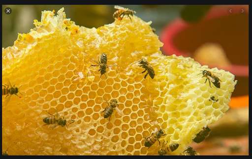 Run android online APK Ecological beekeeping and honey. Beekeeper Occupat from MyAndroid or emulate Ecological beekeeping and honey. Beekeeper Occupat using MyAndroid Run android online APK Ecological beekeeping and honey. Beekeeper Occupat from MyAndroid or emulate Ecological beekeeping and honey. Beekeeper Occupat using MyAndroid