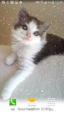 Emulate Android APK elegance cat wallpaper