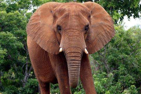 Run android online APK Elephant Backgrounds from MyAndroid or emulate Elephant Backgrounds using MyAndroid Run android online APK Elephant Backgrounds from MyAndroid or emulate Elephant Backgrounds using MyAndroid