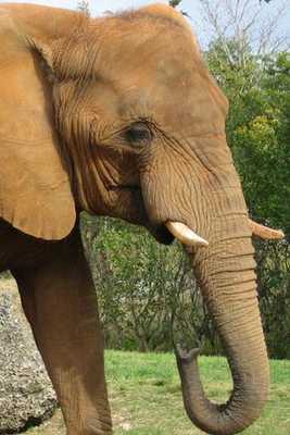 Emulate Android APK Elephant Noise Emulate Android APK Elephant Noise