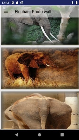 Run android online APK Elephant photos from MyAndroid or emulate Elephant photos using MyAndroid Run android online APK Elephant photos from MyAndroid or emulate Elephant photos using MyAndroid