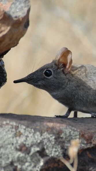 Run android online APK Elephant Shrew Wallpaper from MyAndroid or emulate Elephant Shrew Wallpaper using MyAndroid Run android online APK Elephant Shrew Wallpaper from MyAndroid or emulate Elephant Shrew Wallpaper using MyAndroid