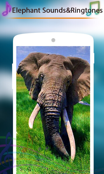 Run android online APK Elephant Sounds and Ringtones from MyAndroid or emulate Elephant Sounds and Ringtones using MyAndroid