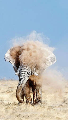 Emulate Android APK Elephant Wallpapers HD Emulate Android APK Elephant Wallpapers HD