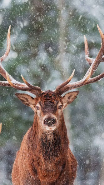 Run android online APK Elk Wallpaper from MyAndroid or emulate Elk Wallpaper using MyAndroid Run android online APK Elk Wallpaper from MyAndroid or emulate Elk Wallpaper using MyAndroid
