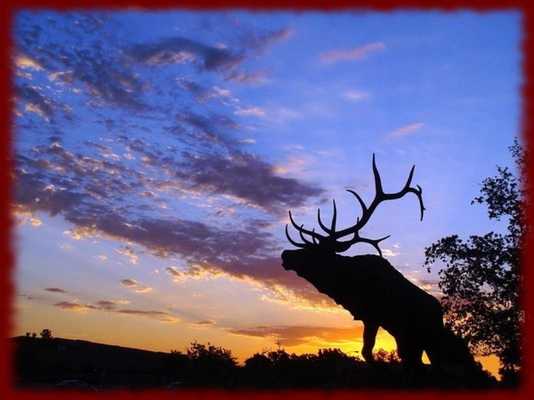 Emulate Android APK Elk wallpapers