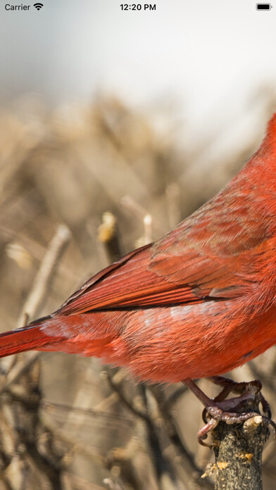 Emulate iPhone app Encyclopedia of Birds using MyAndroid