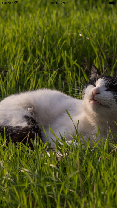 Emulate iPhone app Encyclopedia of Cats using MyAndroid