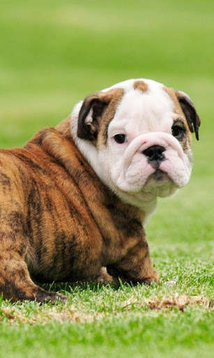 Run android online APK English Bulldog Dogs Wallpaper from MyAndroid or emulate English Bulldog Dogs Wallpaper using MyAndroid Run android online APK English Bulldog Dogs Wallpaper from MyAndroid or emulate English Bulldog Dogs Wallpaper using MyAndroid