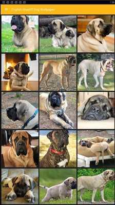Emulate Android APK English Mastiff Dog Wallpaper Emulate Android APK English Mastiff Dog Wallpaper