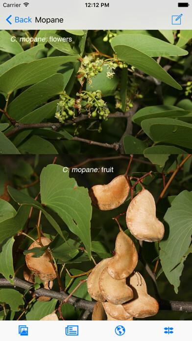 Emulate iPhone app eTrees of Southern Africa using MyAndroid Emulate iPhone app eTrees of Southern Africa using MyAndroid