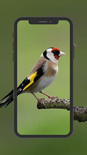 Run android online APK European Goldfinch Wallpapers from MyAndroid or emulate European Goldfinch Wallpapers using MyAndroid