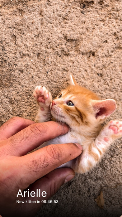 Emulate iPhone app Everyday Kitten using MyAndroid