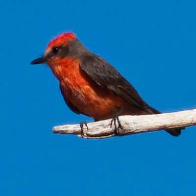 Emulate Android APK Exotic Bird Breeds Game Emulate Android APK Exotic Bird Breeds Game