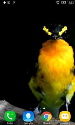 Emulate Android APK Exotic Bird Live Wallpaper