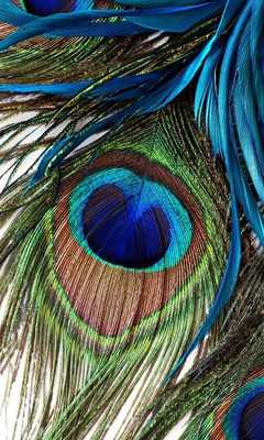 Emulate Android APK Exotic Birds Wallpapers Emulate Android APK Exotic Birds Wallpapers