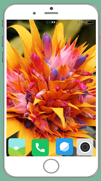 Run android online APK Exotic Flower Full HD Wallpaper from MyAndroid or emulate Exotic Flower Full HD Wallpaper using MyAndroid