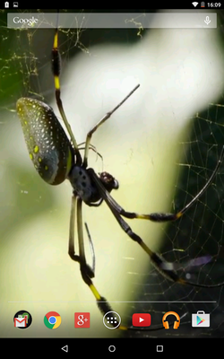 Emulate Android APK Exotic spider video wallpaper