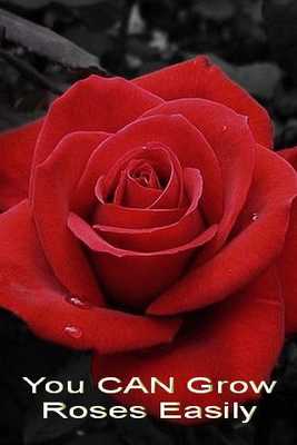 Emulate Android APK Expert Rose Growing Emulate Android APK Expert Rose Growing