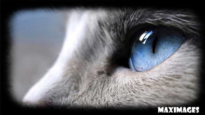Emulate Android APK Eyes Cat Wallpaper Emulate Android APK Eyes Cat Wallpaper