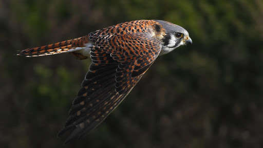 Run android online APK Falcon. Birds Wallpapers from MyAndroid or emulate Falcon. Birds Wallpapers using MyAndroid Run android online APK Falcon. Birds Wallpapers from MyAndroid or emulate Falcon. Birds Wallpapers using MyAndroid