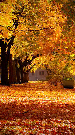 Run android online APK Fall HD Wallpapers from MyAndroid or emulate Fall HD Wallpapers using MyAndroid