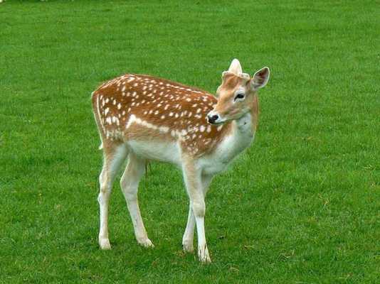 Emulate Android APK Fallow Deer Wallpapers HD FREE Emulate Android APK Fallow Deer Wallpapers HD FREE