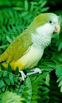 Emulate Android APK Family Pets Jigsaw Puzzles Game