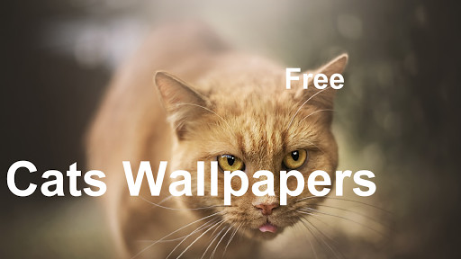 Run android online APK Fancy Cats Wallpapers incl. free editor from MyAndroid or emulate Fancy Cats Wallpapers incl. free editor using MyAndroid Run android online APK Fancy Cats Wallpapers incl. free editor from MyAndroid or emulate Fancy Cats Wallpapers incl. free editor using MyAndroid
