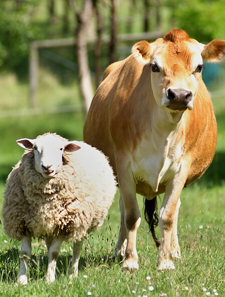 Emulate iPhone app Farm Animal Sounds! using MyAndroid Emulate iPhone app Farm Animal Sounds! using MyAndroid