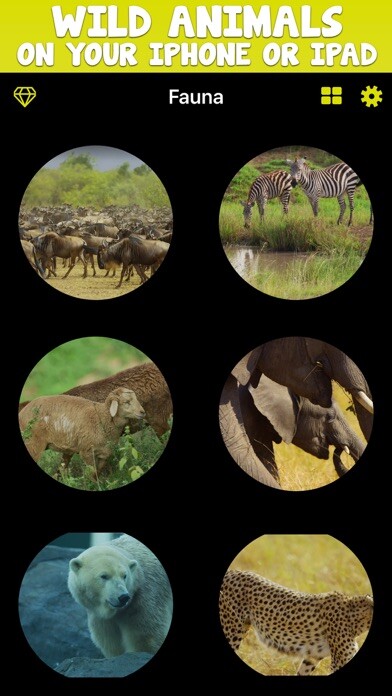 Emulate iPhone app Fauna TV using MyAndroid Emulate iPhone app Fauna TV using MyAndroid