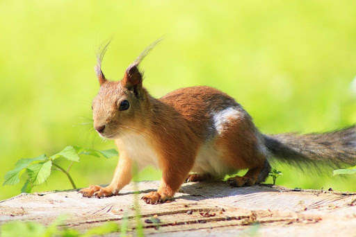 Emulate Android APK Fauna Wallpapers