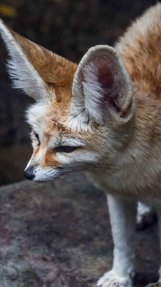 Run android online APK Fennec Fox Wallpaper from MyAndroid or emulate Fennec Fox Wallpaper using MyAndroid Run android online APK Fennec Fox Wallpaper from MyAndroid or emulate Fennec Fox Wallpaper using MyAndroid
