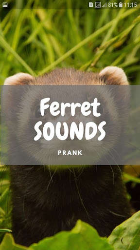 Run android online APK Ferret Sounds and Wallpapers from MyAndroid or emulate Ferret Sounds and Wallpapers using MyAndroid Run android online APK Ferret Sounds and Wallpapers from MyAndroid or emulate Ferret Sounds and Wallpapers using MyAndroid