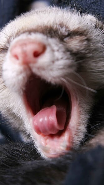 Run android online APK Ferret Wallpaper from MyAndroid or emulate Ferret Wallpaper using MyAndroid Run android online APK Ferret Wallpaper from MyAndroid or emulate Ferret Wallpaper using MyAndroid