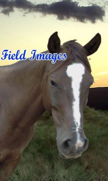 Run android online APK Field Images from MyAndroid or emulate Field Images using MyAndroid Run android online APK Field Images from MyAndroid or emulate Field Images using MyAndroid