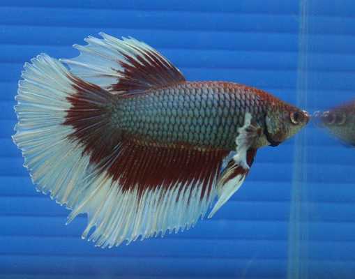 Emulate Android APK Fighting Fish Wallpapers FREE Emulate Android APK Fighting Fish Wallpapers FREE