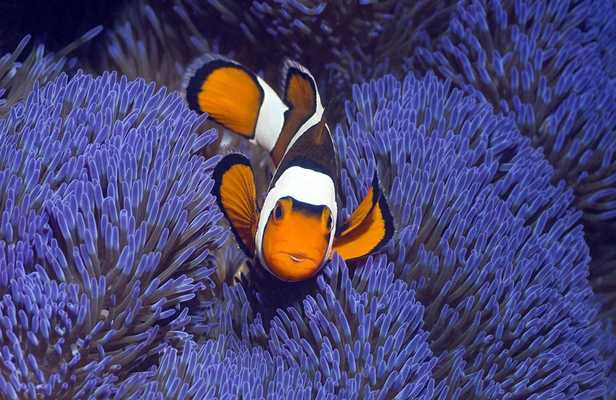 Emulate Android APK Fishes Puzzle