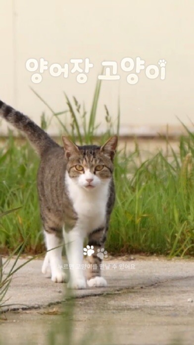 Emulate iPhone app Fish Farm Cats using MyAndroid Emulate iPhone app Fish Farm Cats using MyAndroid
