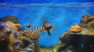 Emulate iPhone app Fish Fingers! 3D Interactive Aquarium using MyAndroid Emulate iPhone app Fish Fingers! 3D Interactive Aquarium using MyAndroid