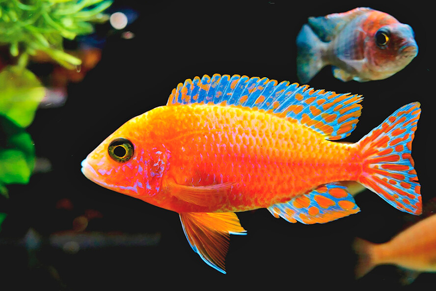 Run android online APK Fish images from MyAndroid or emulate Fish images using MyAndroid Run android online APK Fish images from MyAndroid or emulate Fish images using MyAndroid