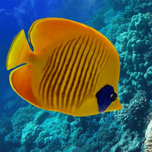 Run android online APK Fish Jigsaw Puzzles from MyAndroid or emulate Fish Jigsaw Puzzles using MyAndroid Run android online APK Fish Jigsaw Puzzles from MyAndroid or emulate Fish Jigsaw Puzzles using MyAndroid