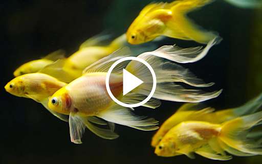 Emulate Android APK Fish Video Live Wallpaper