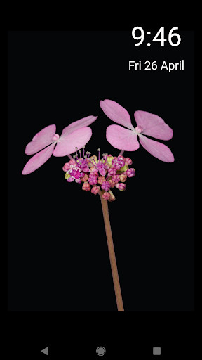 Run android online APK Flamboyant Flowers from MyAndroid or emulate Flamboyant Flowers using MyAndroid
