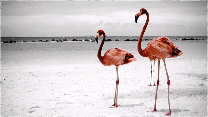 Emulate Android APK Flamingo Backgrounds Emulate Android APK Flamingo Backgrounds