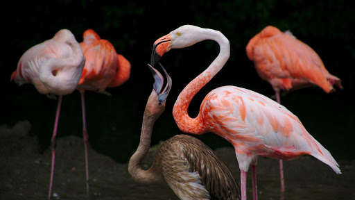 Emulate Android APK Flamingo. Birds Wallpapers Emulate Android APK Flamingo. Birds Wallpapers