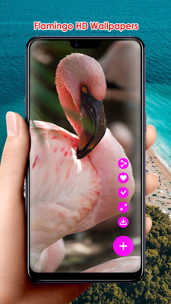 Run android online APK Flamingo HD Wallpapers from MyAndroid or emulate Flamingo HD Wallpapers using MyAndroid