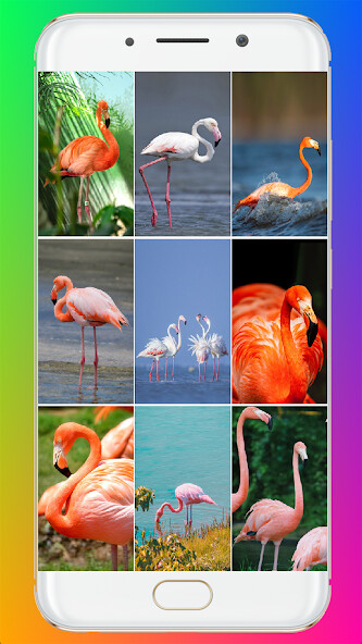 Run android online APK Flamingo Wallpaper HD from MyAndroid or emulate Flamingo Wallpaper HD using MyAndroid Run android online APK Flamingo Wallpaper HD from MyAndroid or emulate Flamingo Wallpaper HD using MyAndroid