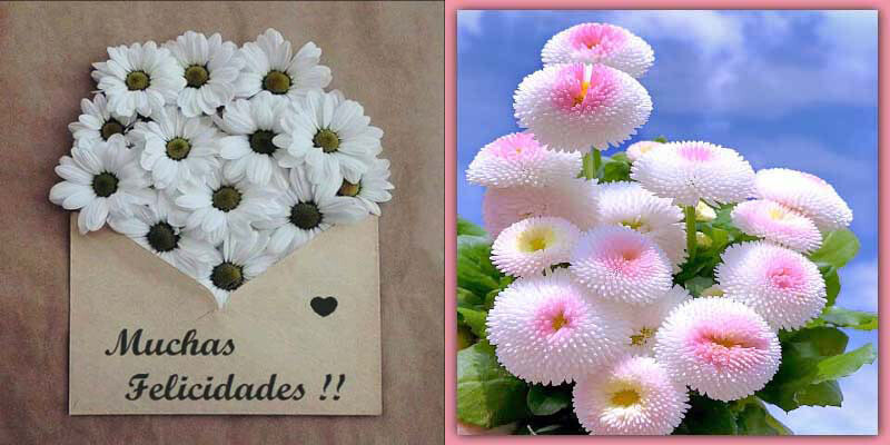 Emulate Android APK Flores Bonitas Emulate Android APK Flores Bonitas