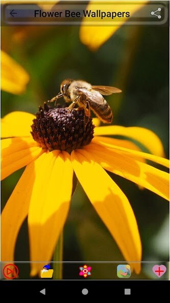 Run android online APK Flower Bee Wallpapers from MyAndroid or emulate Flower Bee Wallpapers using MyAndroid Run android online APK Flower Bee Wallpapers from MyAndroid or emulate Flower Bee Wallpapers using MyAndroid